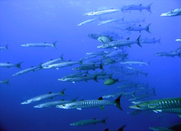Pelagic Baraccuda at Hin Deng