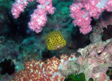 Small box fish