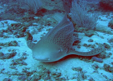 Lepard Shark at Shark Point