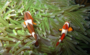 Clown fish at Anemone Reef