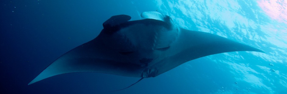 Manta Rai at Hin Deang