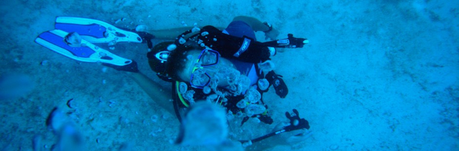 PADI Diver