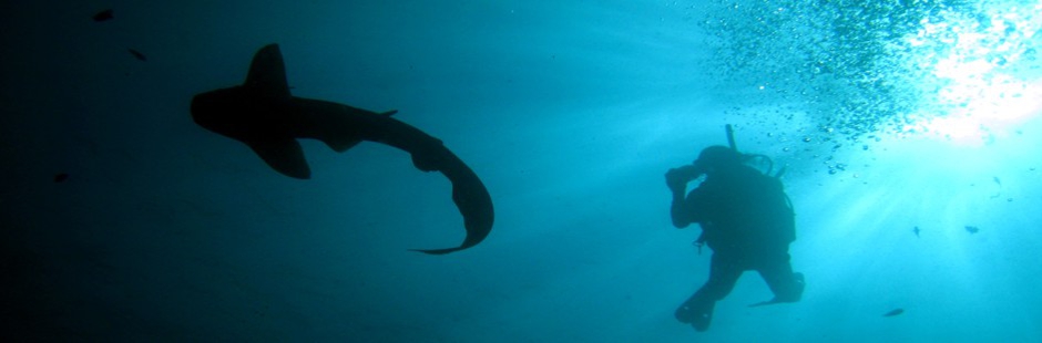 Shark Point Diving