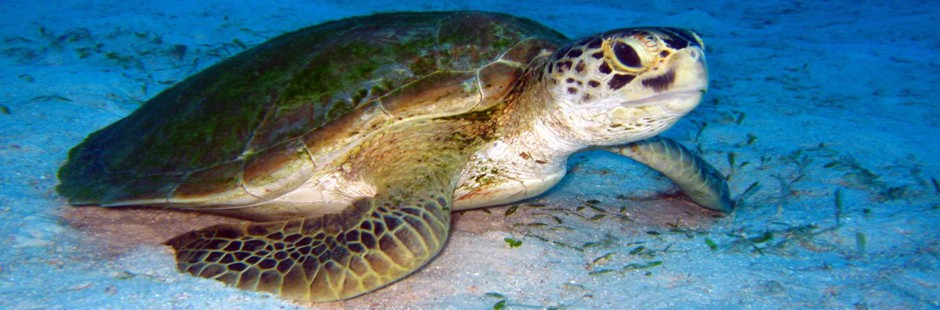 Recreational Diving